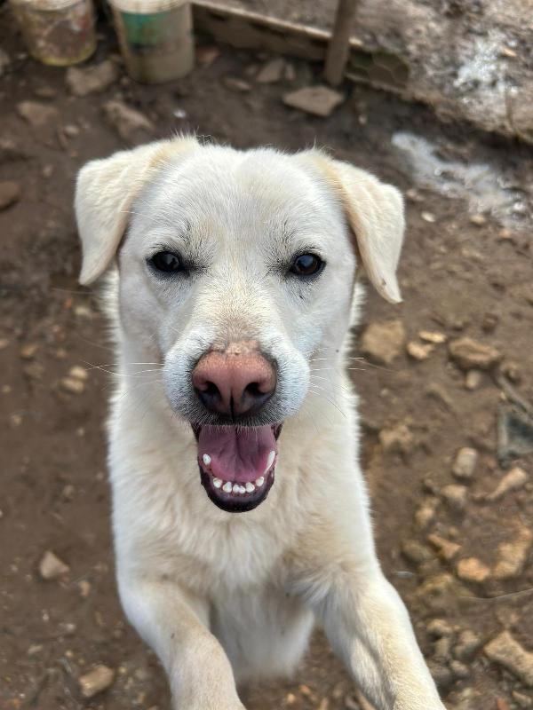 LEO 💤 DAL DIVANO AL BOX 💔 Foto 9